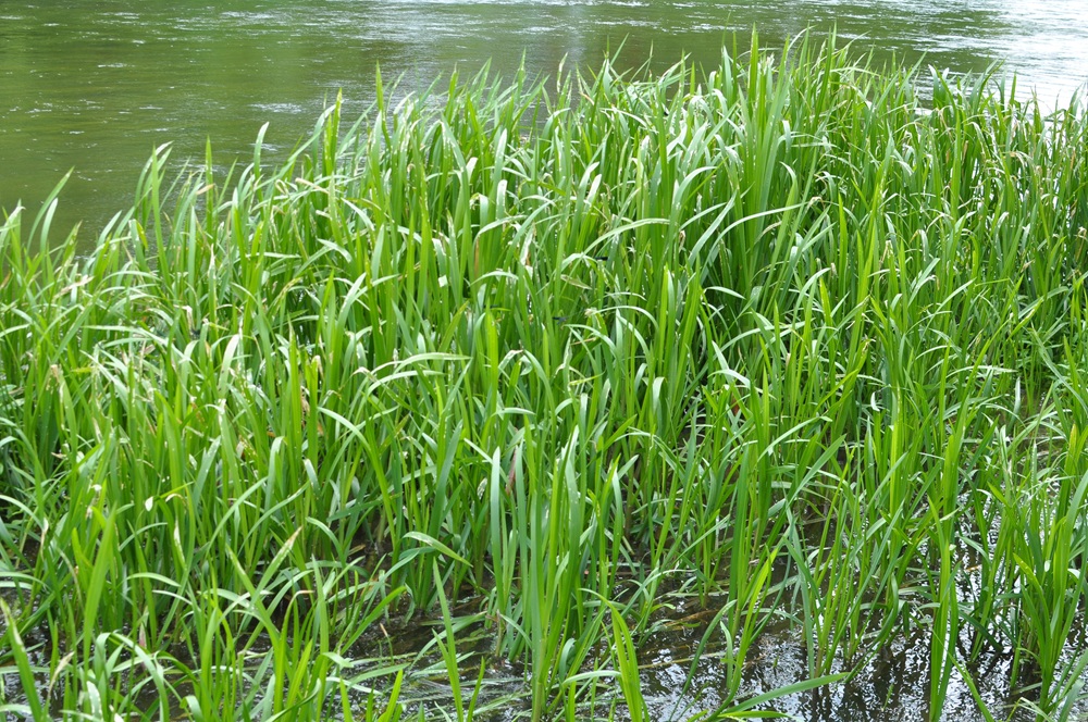 Eradicating Glyceria Project Image