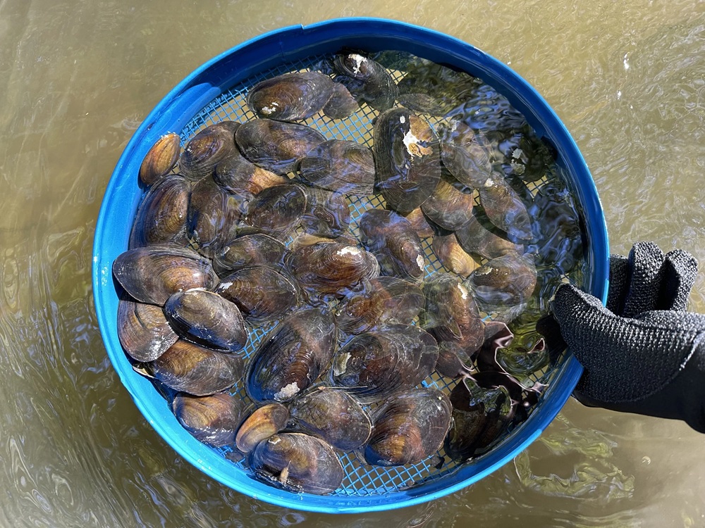 Kakahi in the Otakaro Avon River Image