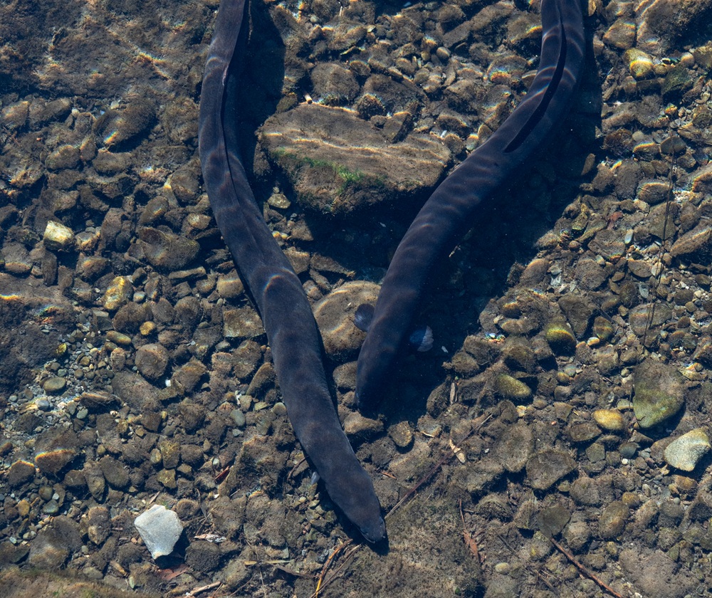 Te Tuna Taone Eel Image