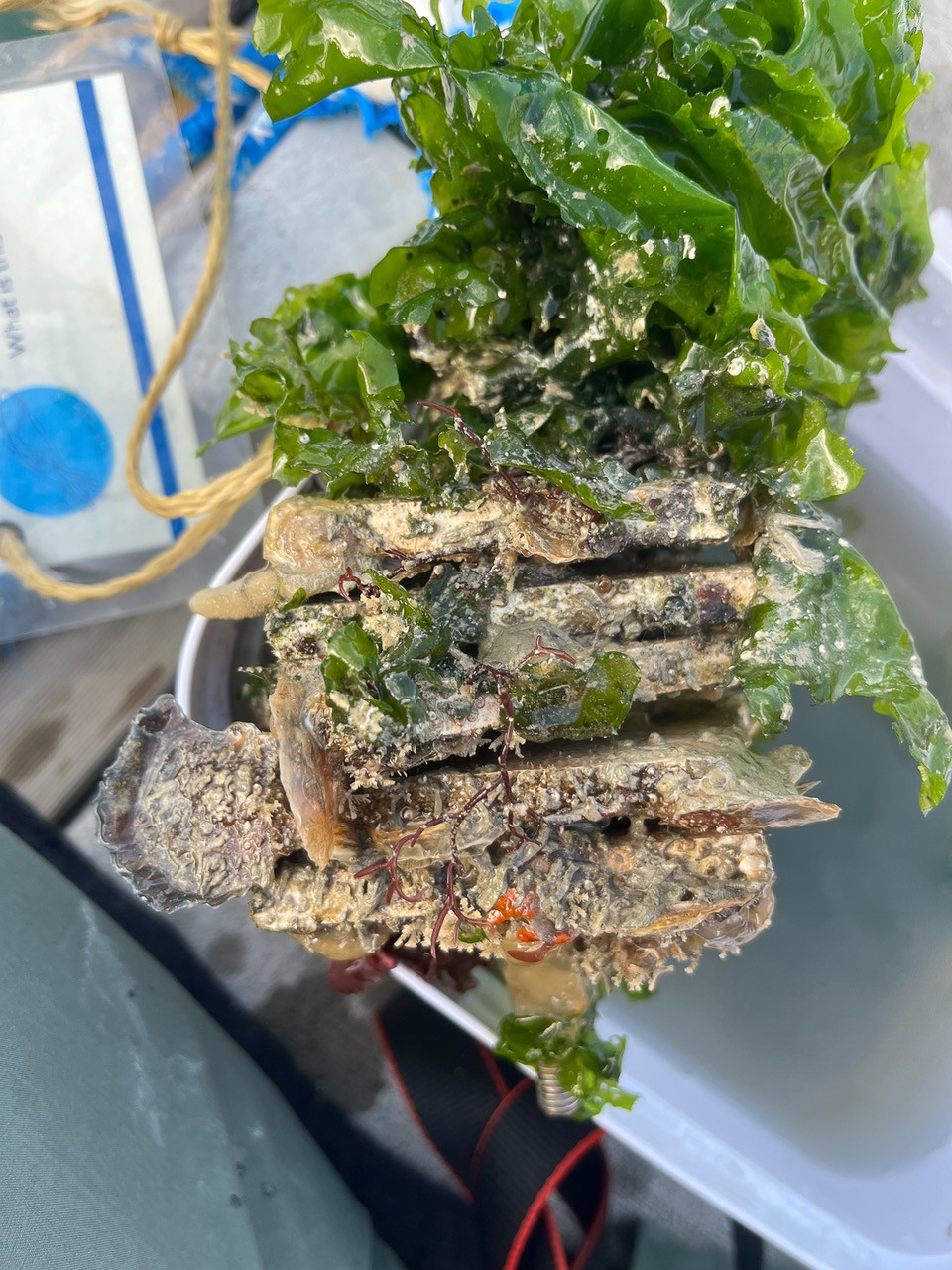 Whakaraupo Fauna Project Image