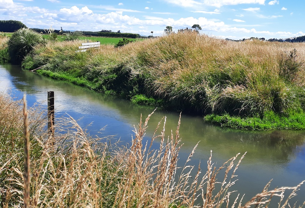 Halswell River Citizen Science
